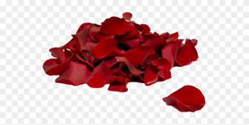 Bigstock Red Rose Petals 1638137 - Rose Petals Bigstock Red Rose Petals 1638137 - Rose Petals