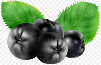 Bilberry Superfood Natural foods Leaf - Bilberry Superfood Natural foods Leaf -