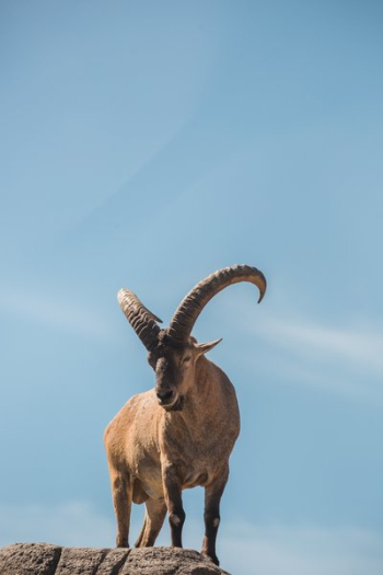 Billygoat Vertical On Rocks Billygoat Vertical On Rocks