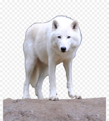 Bingxue Big World Alaskan tundra wolf Greenland Dog Arctic wolf - A white wolf 