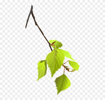 Birch, Branch, Leaves, Plant, Nature, Tree - Tree Branch Vector Png Birch, Branch, Leaves, Plant, Nature, Tree - Tree Branch Vector Png