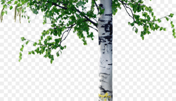 Birch Tree Trunk Coarse woody debris - column Birch Tree Trunk Coarse woody debris - column