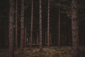 birch trees during dawn birch trees during dawn