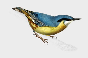Bird Bird