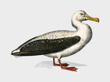 Bird Bird
