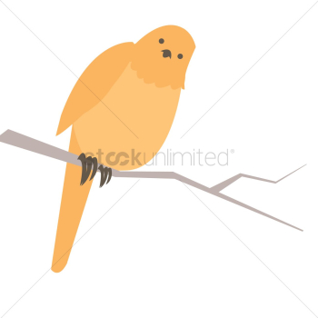 Bird Bird