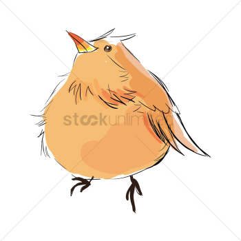 Bird Bird