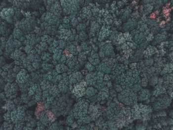 Bird's Eye View Of Trees Bird's Eye View Of Trees