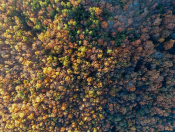 Bird's Eye View of Trees Bird's Eye View of Trees