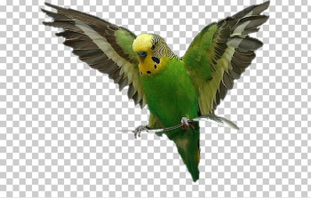 Bird Amazon Parrot Budgerigar Cat PNG, Clipart, Amazon Parrot ...