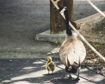 Bird and Chick on Sidewalk Bird and Chick on Sidewalk