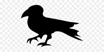 Bird,animals,beak,black - Bird,animals,beak,black Bird,animals,beak,black - Bird,animals,beak,black