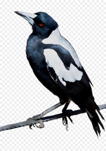 Bird Australian magpie Eurasian magpie Black swan - Bird Australian magpie Eurasian magpie Black swan -