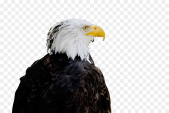 bird bald eagle bird of prey eagle beak bird bald eagle bird of prey eagle beak