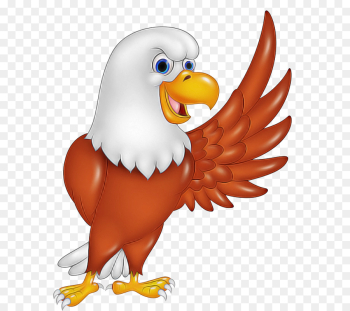 bird bald eagle eagle beak accipitridae bird bald eagle eagle beak accipitridae