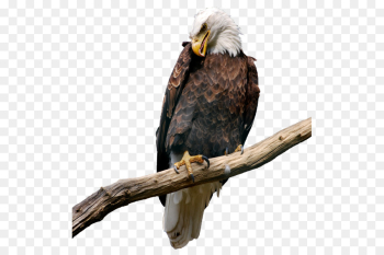 bird bald eagle eagle beak bird of prey bird bald eagle eagle beak bird of prey