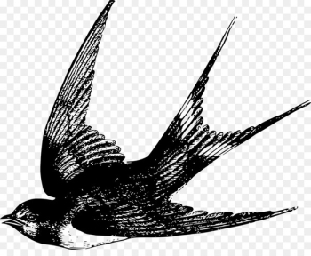 Bird Barn swallow Drawing Clip art - Bird Bird Barn swallow Drawing Clip art - Bird