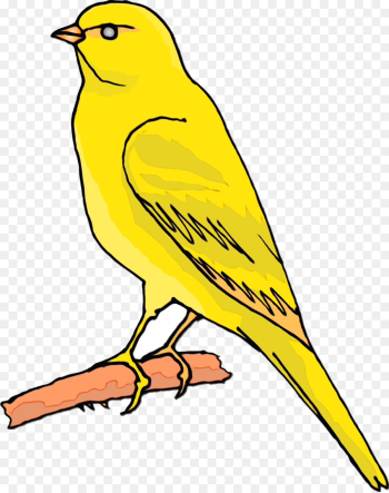 bird beak atlantic canary songbird yellow bird beak atlantic canary songbird yellow