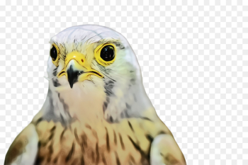 bird beak bird of prey peregrine falcon falcon bird beak bird of prey peregrine falcon falcon