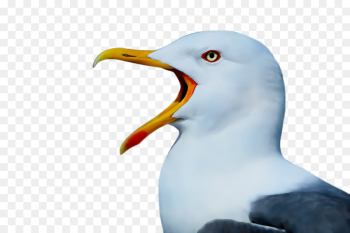 bird beak european herring gull western gull gull bird beak european herring gull western gull gull