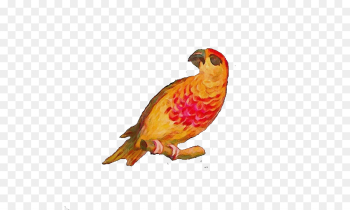bird beak finch perching bird parrot bird beak finch perching bird parrot