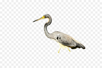 bird beak great blue heron heron crane-like bird bird beak great blue heron heron crane-like bird