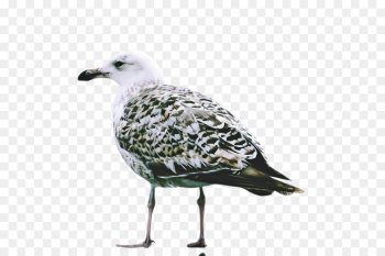 bird beak gull european herring gull seabird bird beak gull european herring gull seabird