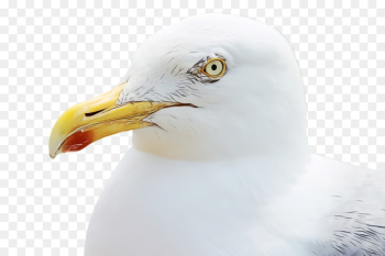 bird beak gull western gull european herring gull bird beak gull western gull european herring gull