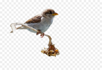 bird beak perching bird songbird house sparrow bird beak perching bird songbird house sparrow