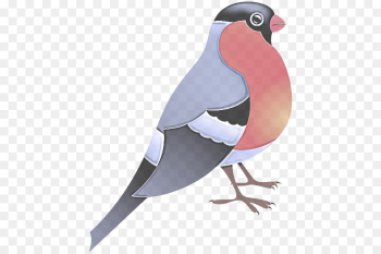 bird beak rock dove pigeons and doves bird beak rock dove pigeons and doves