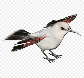 bird beak tern lari perching bird bird beak tern lari perching bird