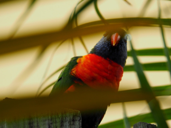 Bird Behind Leaves Bird Behind Leaves