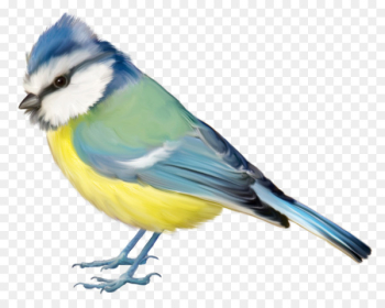 Bird Blue jay Finch Clip art - Birds,Birds Bird Blue jay Finch Clip art - Birds,Birds