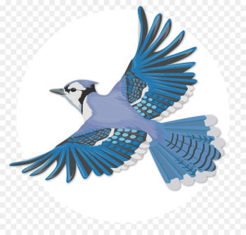 Bird Blue jay Flight Clip art Portable Network Graphics - bird 
