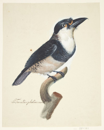 Bird by Johan Christian Ernst | Free Photo - rawpixel Bird by Johan Christian Ernst | Free Photo - rawpixel