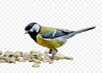 bird chickadee songbird beak perching bird bird chickadee songbird beak perching bird