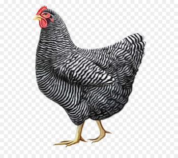 bird chicken rooster fowl beak bird chicken rooster fowl beak