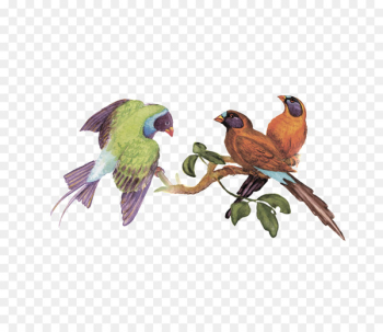 Bird Clip art Parrot Macaw Vector graphics - bird cartoon Bird Clip art Parrot Macaw Vector graphics - bird cartoon
