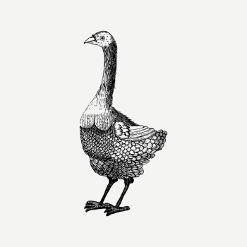 Bird clipart, vintage animal illustration | Free PSD Illustration - rawpixel Bird clipart, vintage animal illustration | Free PSD Illustration - rawpixel