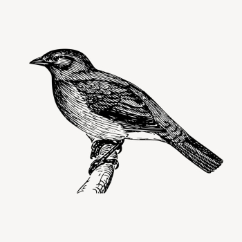 Bird clipart, vintage animal illustration | Free Vector - rawpixel Bird clipart, vintage animal illustration | Free Vector - rawpixel