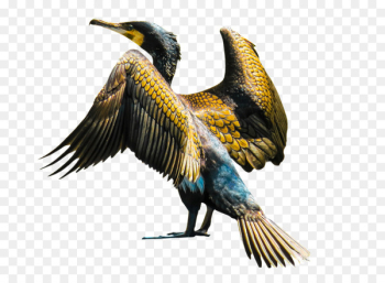 Bird Cormorant Image Animal stock.xchng - bird Bird Cormorant Image Animal stock.xchng - bird
