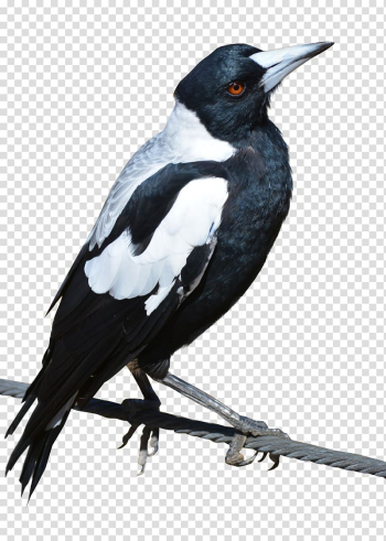 Bird Crows Eurasian magpie, Bird transparent background PNG clipart Bird Crows Eurasian magpie, Bird transparent background PNG clipart