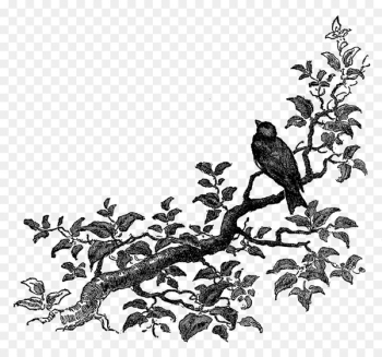 Bird Drawing Clip art - botanical essence Bird Drawing Clip art - botanical essence