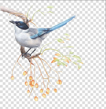 Bird Drawing Illustration, bird transparent background PNG clipart Bird Drawing Illustration, bird transparent background PNG clipart