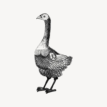 Bird drawing, vintage animal illustration | Free Vector Illustration - rawpixel Bird drawing, vintage animal illustration | Free Vector Illustration - rawpixel
