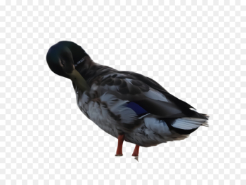 bird duck beak water bird mallard bird duck beak water bird mallard