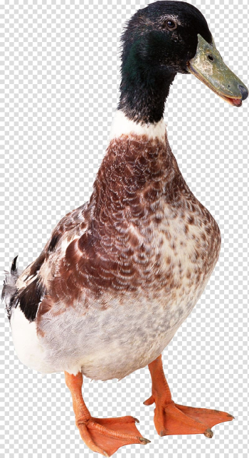 Bird Duck Domestic goose Poultry Domestic animal, Duck transparent background PNG clipart