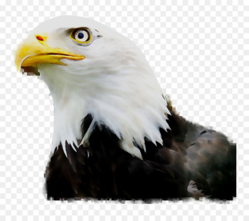 Bird, Eagle, Bird Of Prey, Bald Eagle PNG Bird, Eagle, Bird Of Prey, Bald Eagle PNG