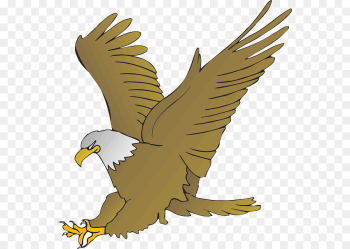 bird eagle bird of prey golden eagle accipitridae bird eagle bird of prey golden eagle accipitridae