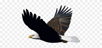 Bird, Eagle, Flying, Feather, Nature - Bonnet Bird, Eagle, Flying, Feather, Nature - Bonnet